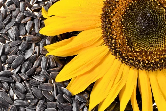 15 kg de Graines de Tournesol noir Français BIO